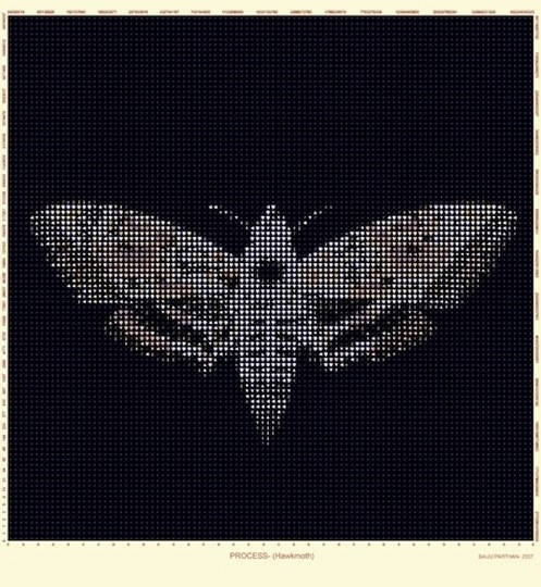 Process- Hawk Moth